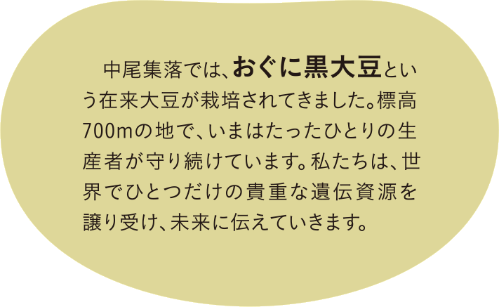 中尾集落では、おぐに黒大豆という在来大豆が栽培されてきました。標高700mの地で、いまはたったひとりの生産者が守り続けています。私たちは、世界でひとつだけの貴重な遺伝資源を譲り受け、未来に伝えていきます。